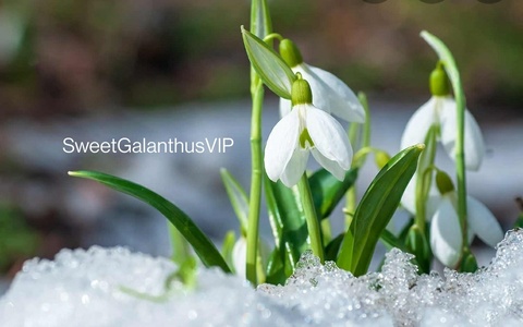 SweetGalanthusVIP cover image