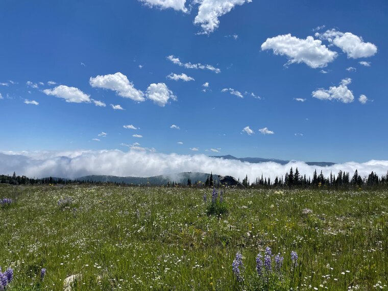 Sierra Lane cover image