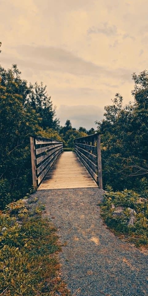 Sariah cover image