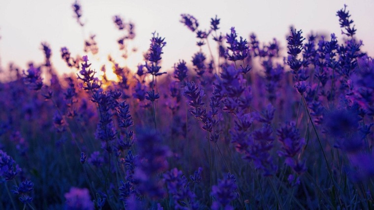 Sweet Violet cover image