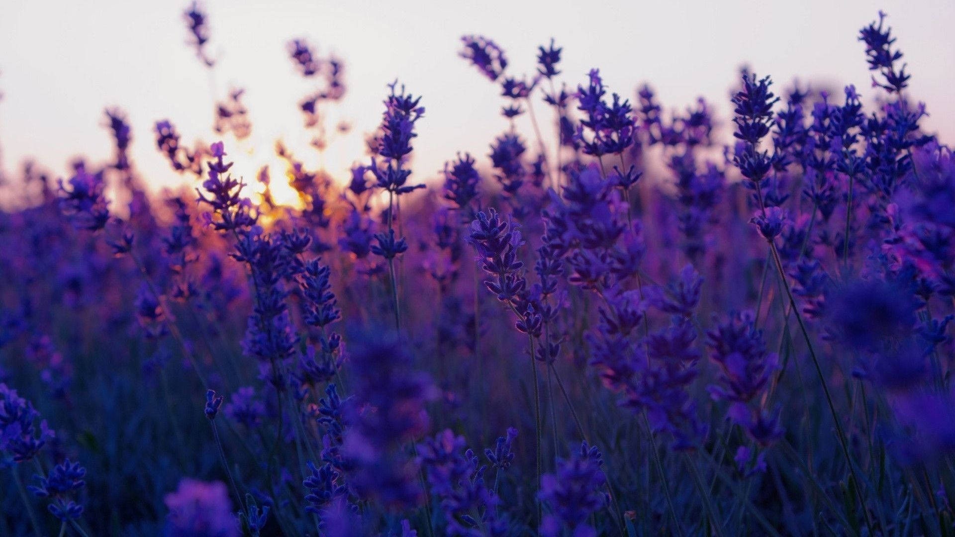 Sweet Violet banner image