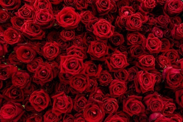 swet_bambina banner image
