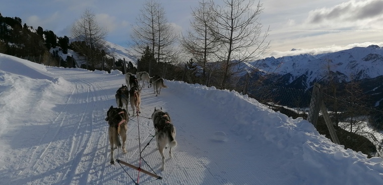 swissbear banner image