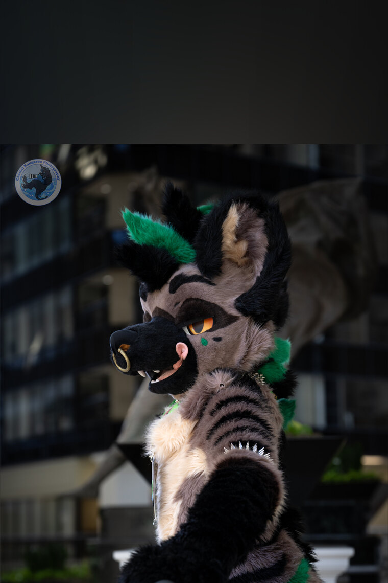 Swizz banner image