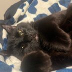 Kitti Kat avatar