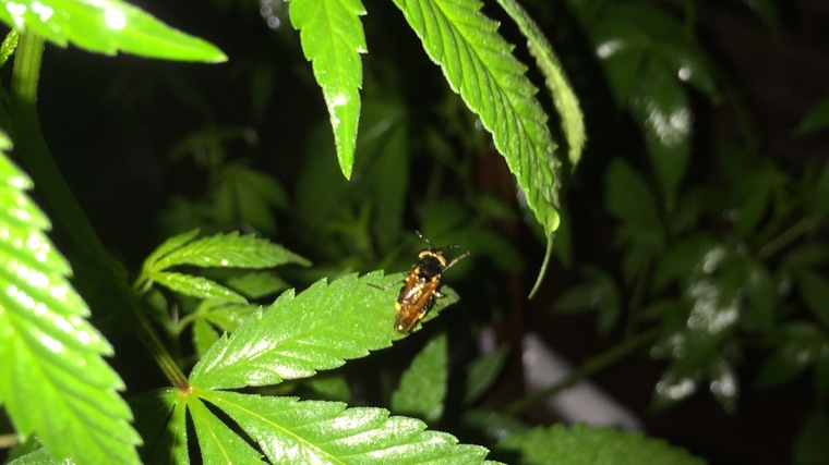 Tangie_420 banner image