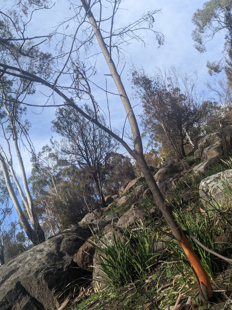 Tasmanian Treasures cover image