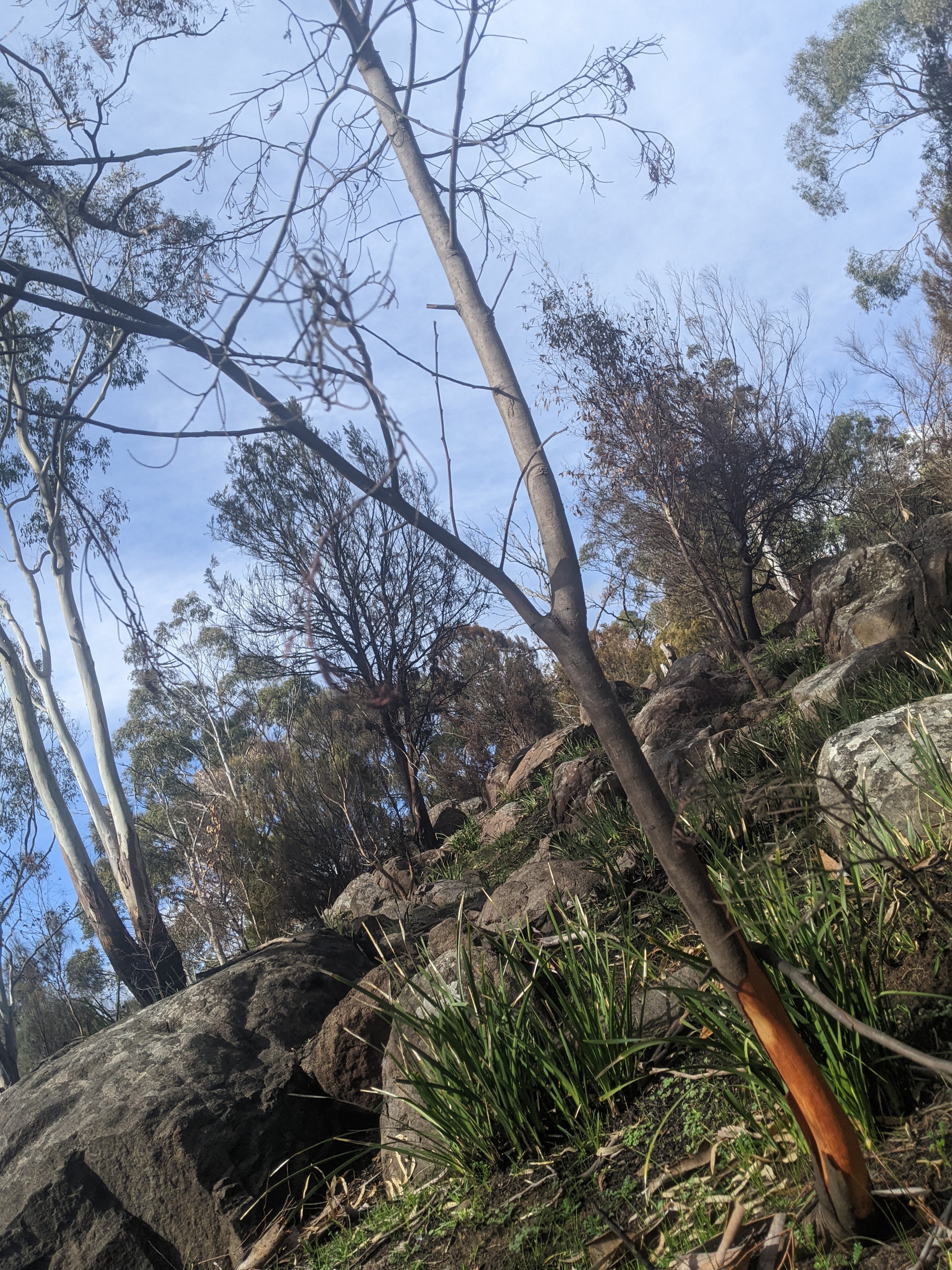 Tasmanian Treasures banner image