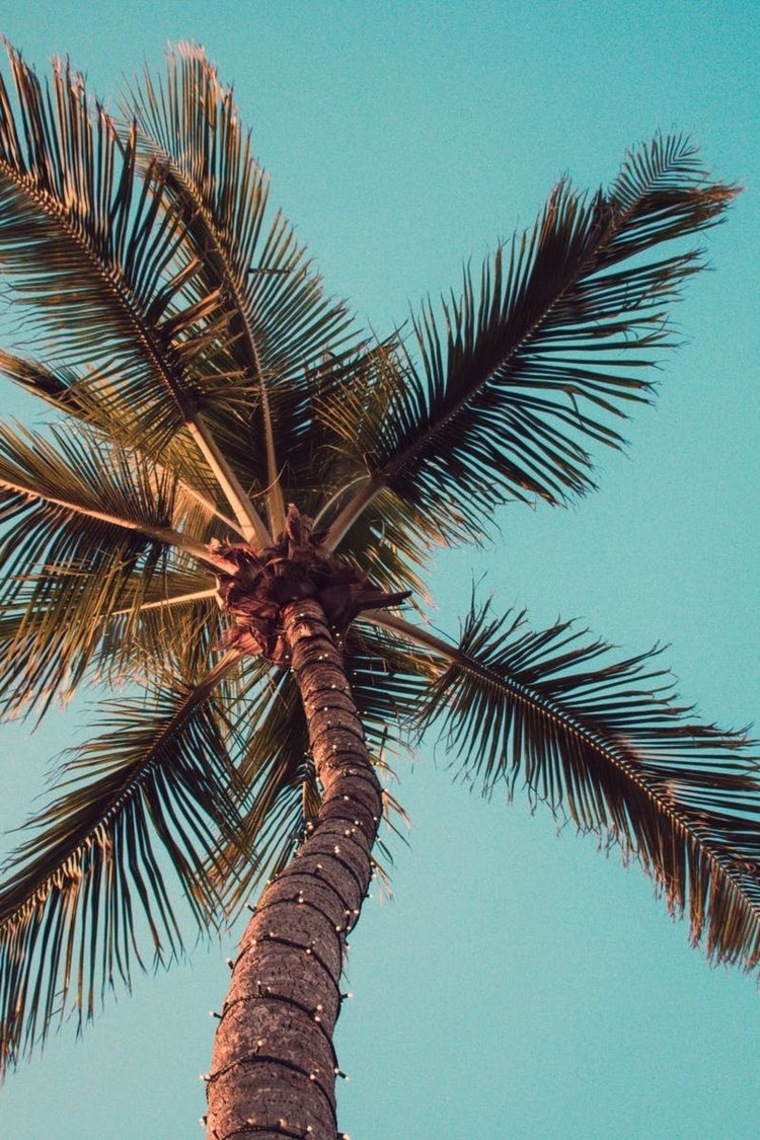 Coconut Rough banner image