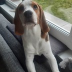 PuppyDixie avatar