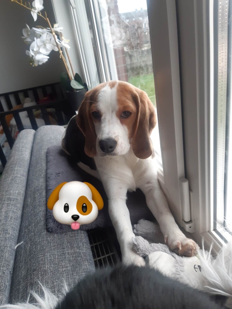 PuppyDixie banner image