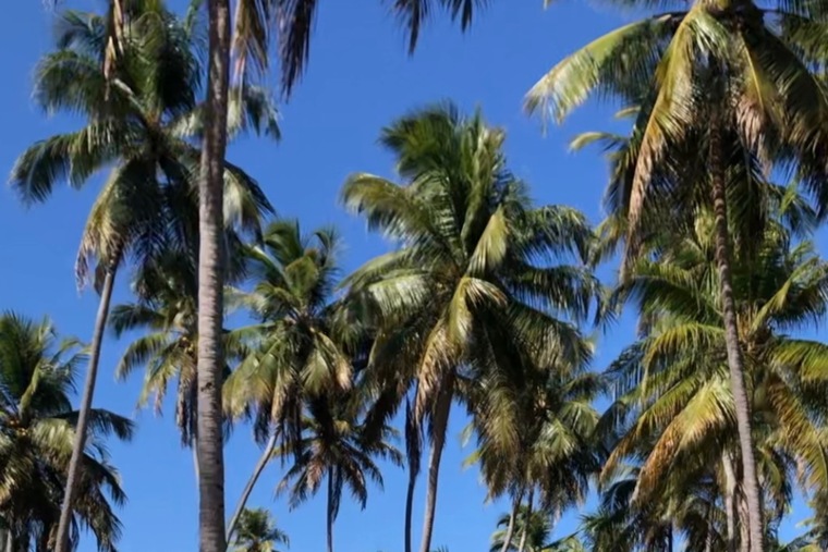 Tatá banner image