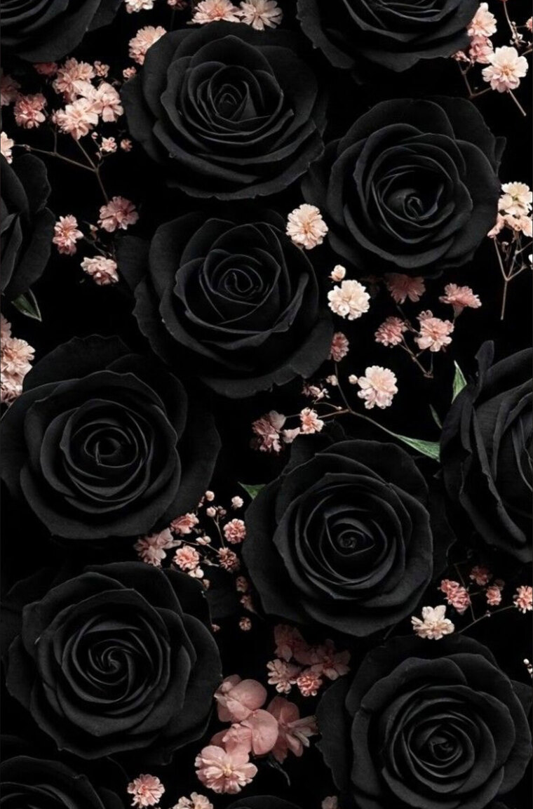 Taylarleigh banner image