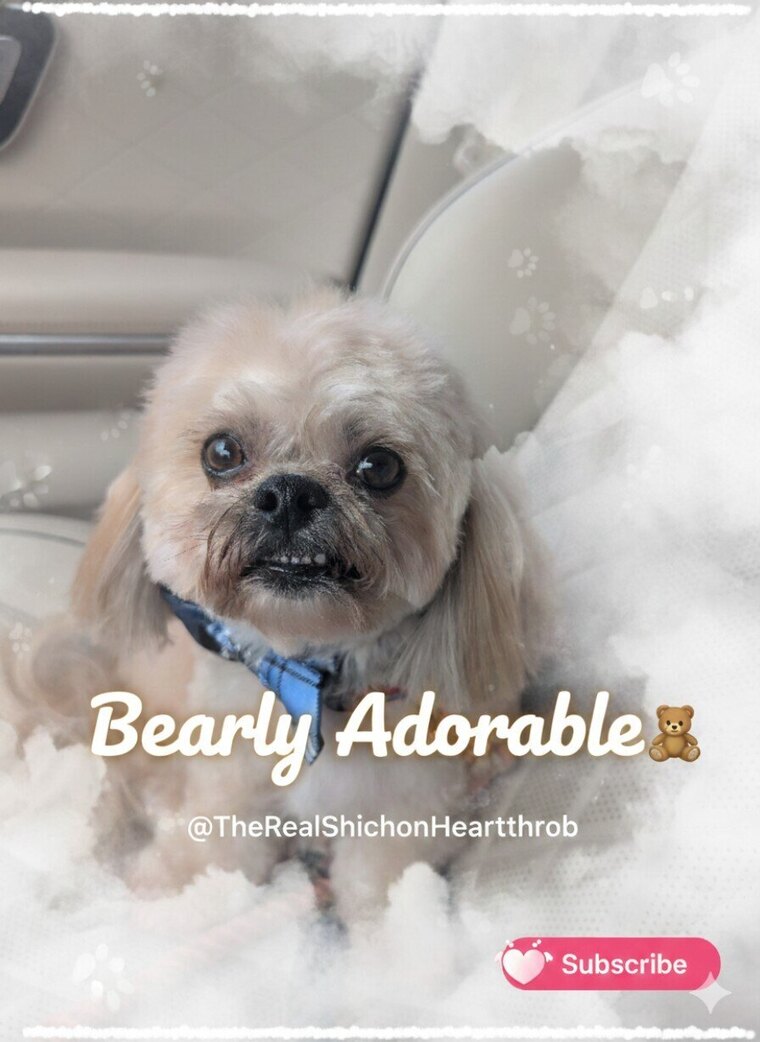 Teddy cover image