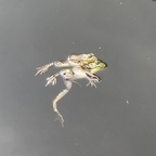 🦮 avatar