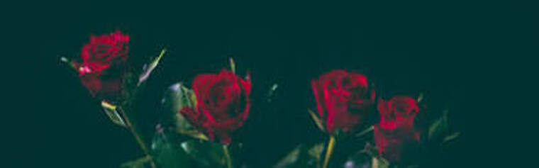 Torie Daniels banner image