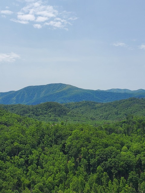 Tennessee Honey cover image