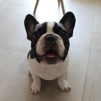 teo frenchie avatar