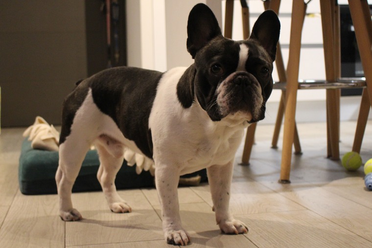 teo frenchie banner image