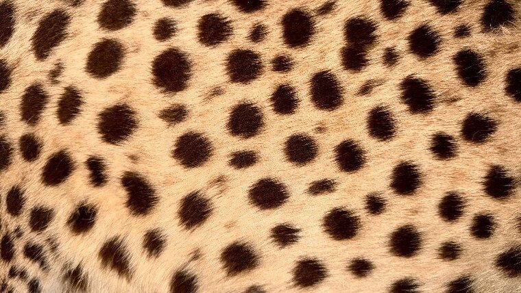 NALA 🐾 cover image