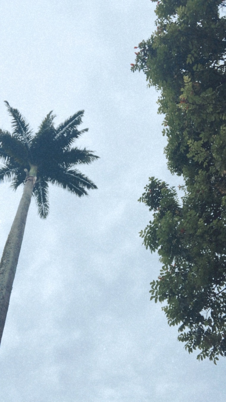 Thayna banner image