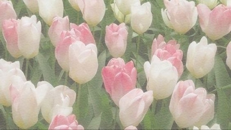 Thayy banner image