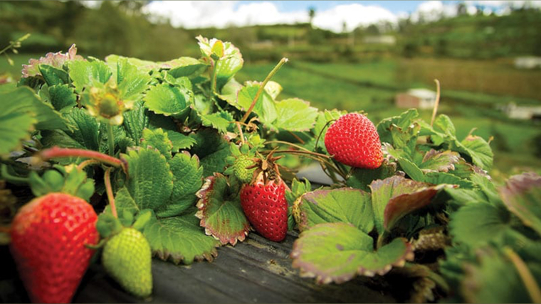 Strawberry Ginger 🍓 cover image