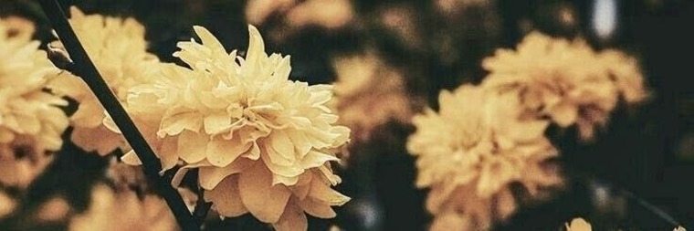 Ashton banner image
