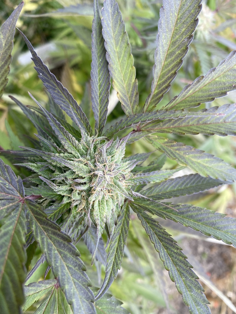 Blazed lady banner image