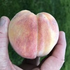 Sweetest Peaches avatar