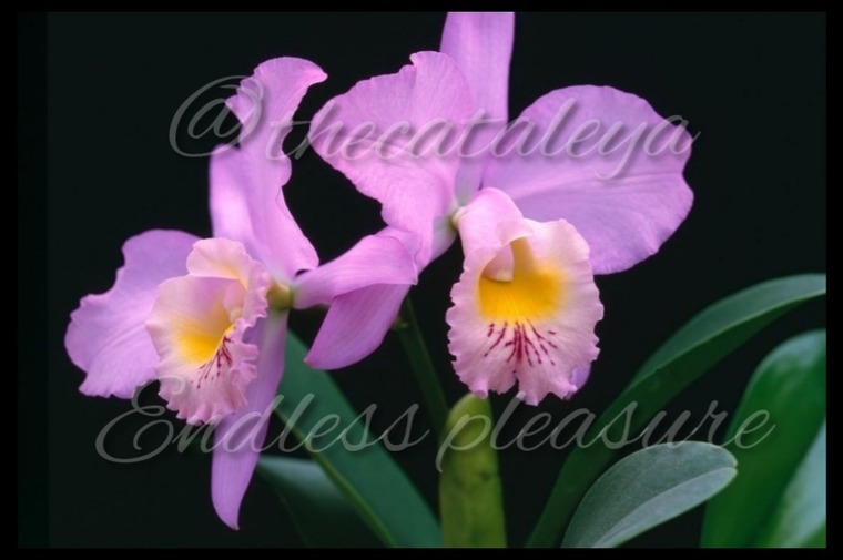 💫✨𝓣𝓱𝓮 𝓒𝓪𝓽𝓪𝓵𝓮𝔂𝓪✨💫🌺 cover image