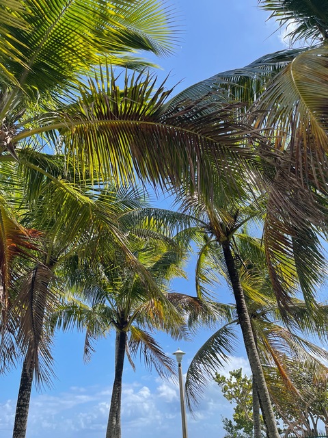 Havana cover image