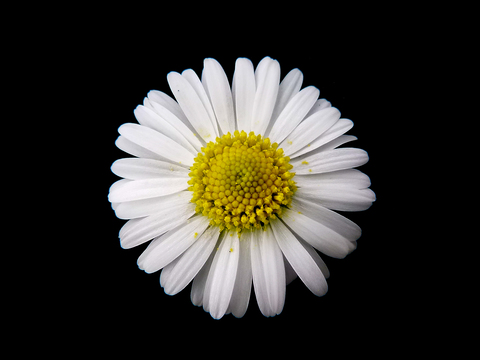 Daisy Duchess cover image