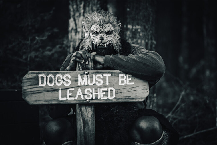 The Dark Director cover image
