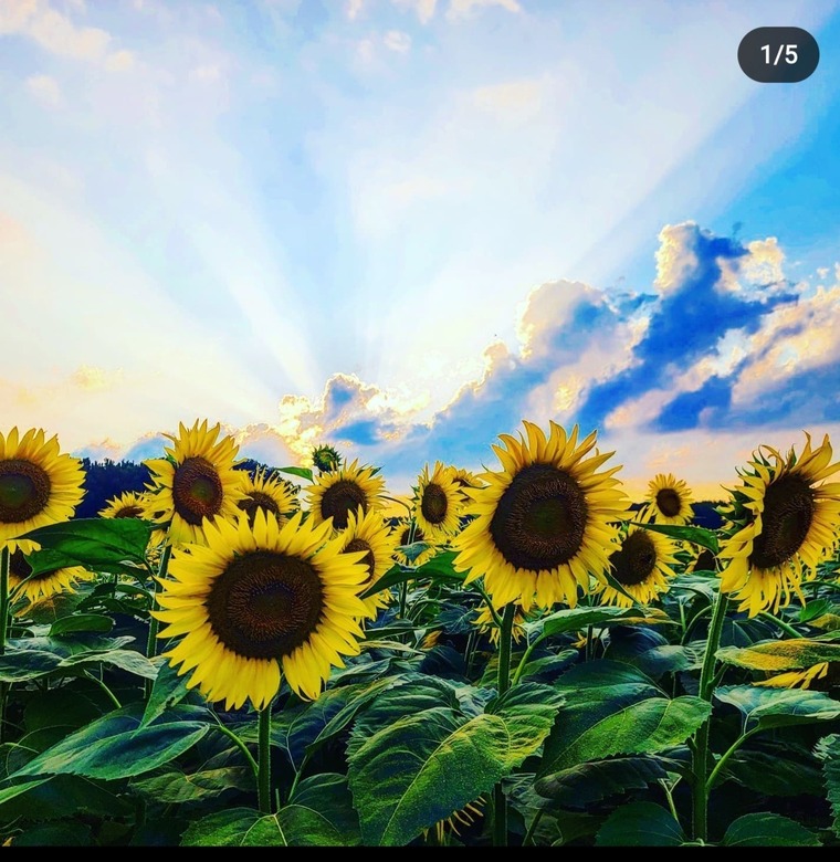 TheeJuliusBlack cover image