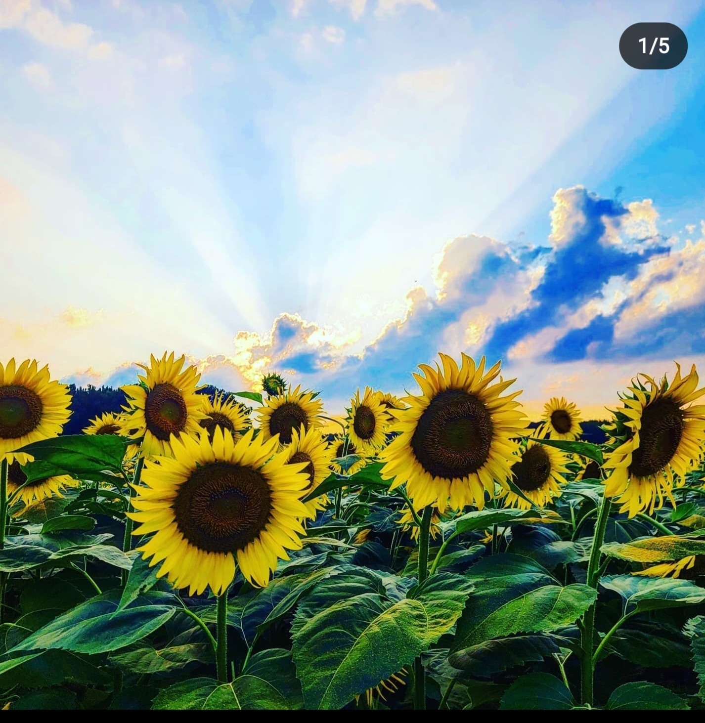 TheeJuliusBlack banner image