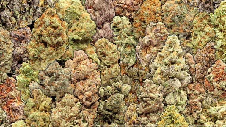 420 DICK banner image