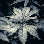 the_inner_forest avatar