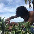 Alex 420 avatar