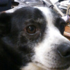 Themiurabull avatar