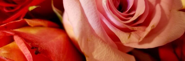 Cinnamon cover image