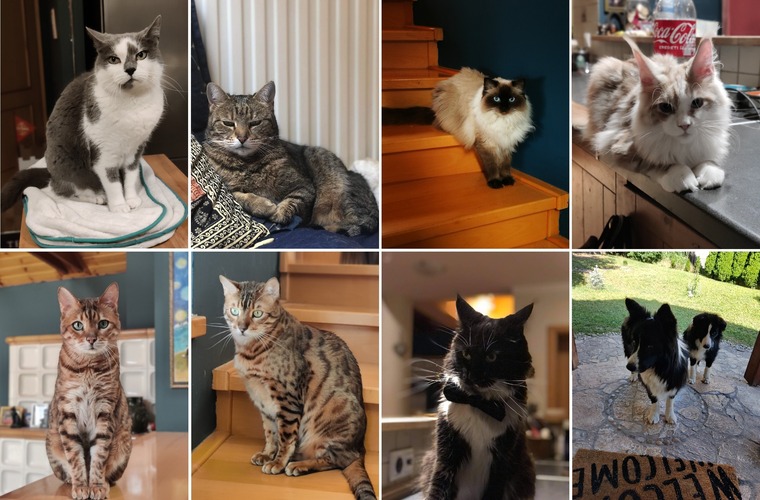 ThePussyTamer😻✨ banner image