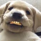 RJ 🐾 avatar