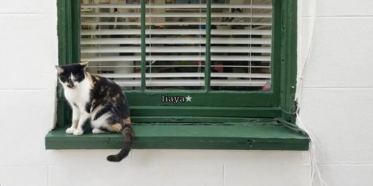 liaya✮ banner image