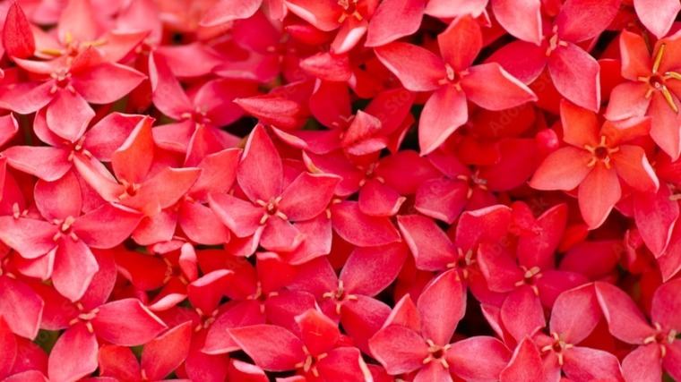 The Red Jasmine banner image