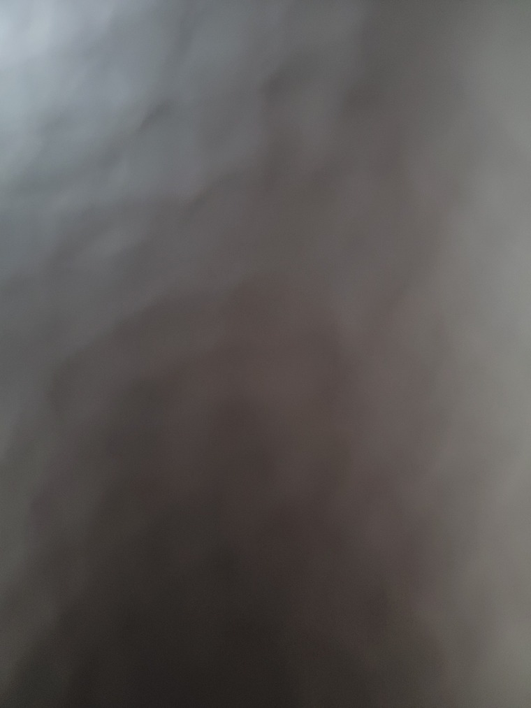 Rose banner image