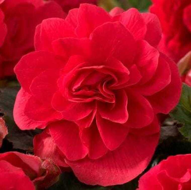 Scarlett Begonias cover image