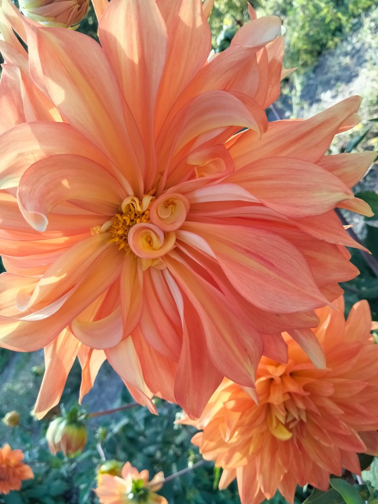 Bellatrixxx cover image