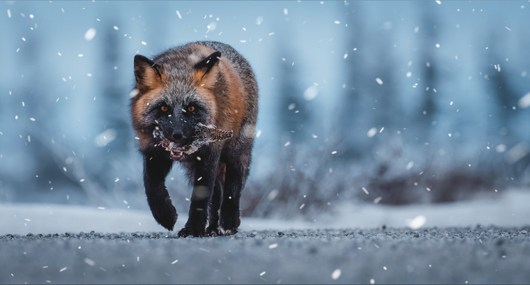 Trevor banner image