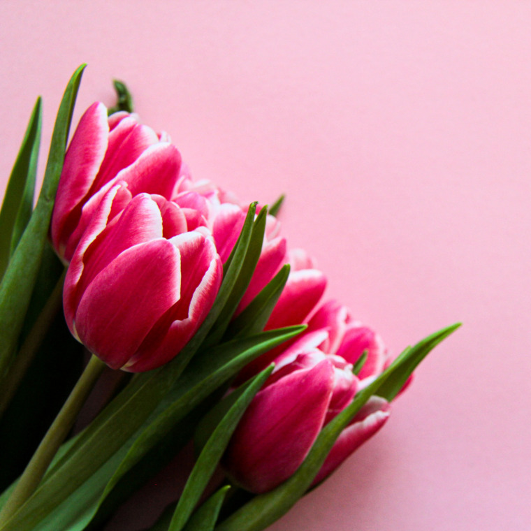 TheTulipGirl cover image